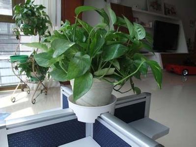 花瓶影响办公室风水